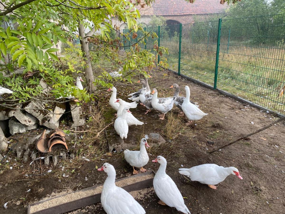 Ferienwohnung Auf Dem Bauernhof Cottbus Eksteriør bilde